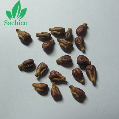 Hạt giống nho ngón tay