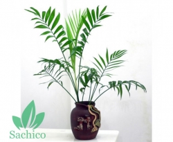[TOP 7] Các loại cây Trúc cảnh đẹp hút hồn, nên trồng tại nhà