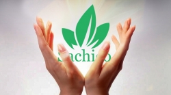 Giới thiệu tổng quan về công ty hạt giống,cây giống Sachico