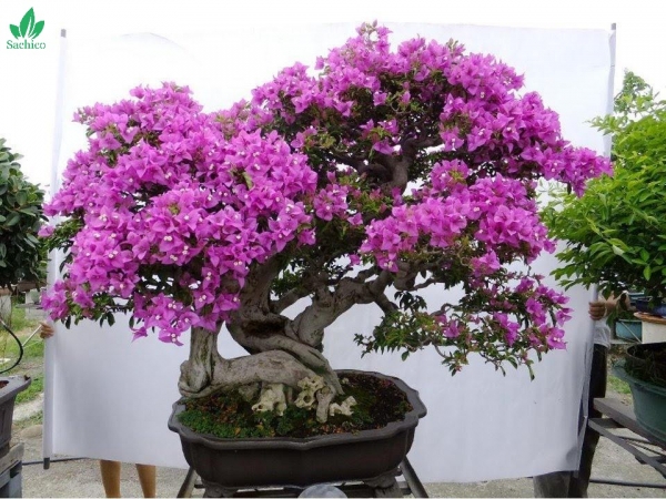 Hướng dẫn chi tiết: Cách chăm sóc HOA GIẤY trong chậu