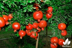 6 Cây thân gỗ trồng trong nhà Đẹp hút hồn
