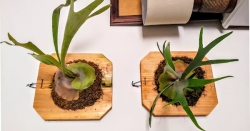 Các loại Cây Dương Xỉ đẹp ngây ngất lòng người nên trồng tại nhà