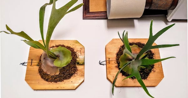 Các loại cây dương xỉ đẹp ngây ngất lòng người