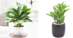 [#TOP 10] Các Loại Cây Phát Tài thu hút May Mắn và Tài Lộc