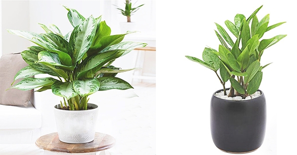 10 Loại cây Phát Tài thu hút may mắn, thịnh vượng và tài lộc