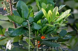 Cách tạo thế Cây Lộc Vừng và cách chăm sóc hiệu quả