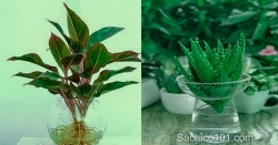Cách trồng cây trong nước với 5 bước đơn giản
