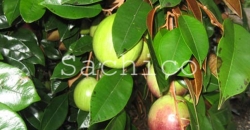 Cách trồng Cây Vú Sữa trước nhà siêu đẹp, sai trĩu quả