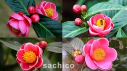 Hoa Hải Đường có ý nghĩa gì - Loài hoa của may mắn, hạnh phúc