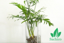 Top 5 Cây trồng trong nước giá rẻ, dễ trồng tại nhà