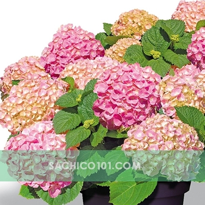 Hoa Cẩm Tú Cầu