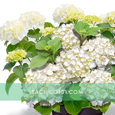 Hoa Cẩm Tú Cầu