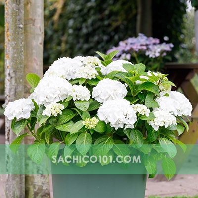 Hoa Cẩm Tú Cầu