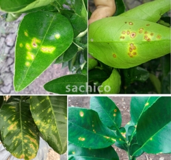 Bệnh rỉ sắt trên cây có múi là gì? Và cách khắc phục ra sao?