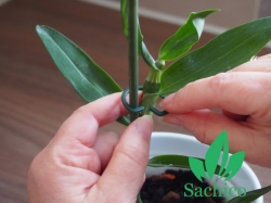 Cách Nhân giống Lan Dendro nhờ phương pháp Giâm cành