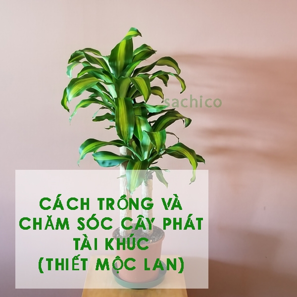 Hướng dẫn cách chăm sóc và Cách trồng cây phát tài khúc hiệu quả