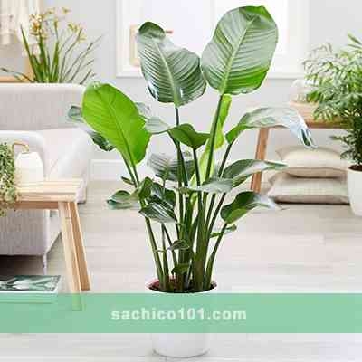 Cây Chuối Cảnh