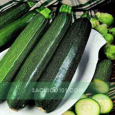 Bí Ngòi (cây Zucchini/Courgette)