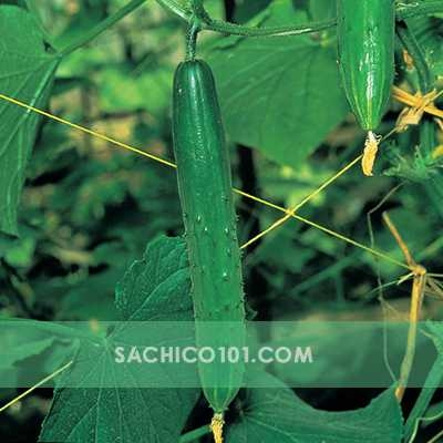 Dưa Chuột F1 (Burpless Tasty Green)