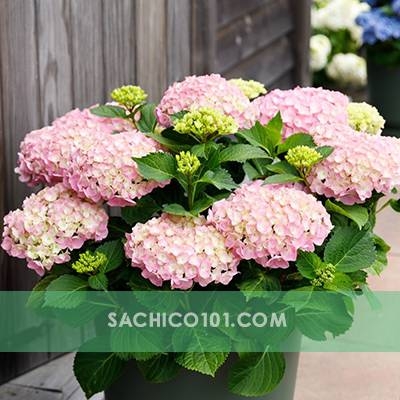 Hoa Cẩm Tú Cầu