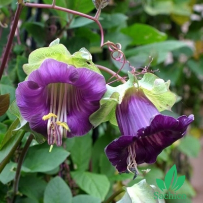 Hạt giống Hoa chuông leo