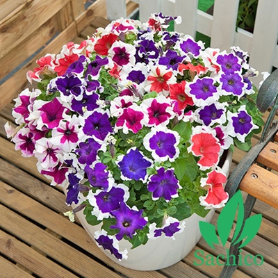  hoa dạ yến thảo viền 