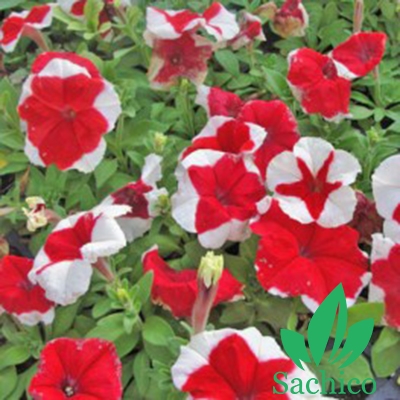  hoa dạ yến thảo viền 