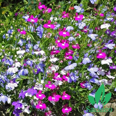 Hạt giống hoa Lobelia Mix