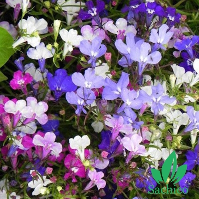 hoa Lobelia