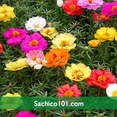 Hạt giống hoa mười giờ Mỹ kép mix