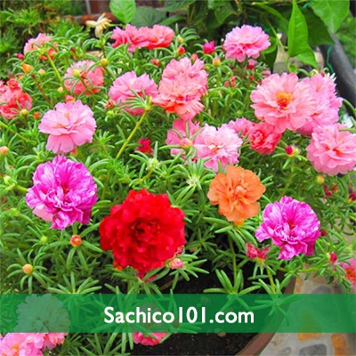 Hạt giống hoa mười giờ Mỹ kép mix