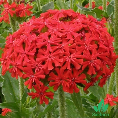 Hạt giống Hoa thu la đỏ