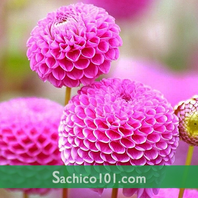 Hạt Giống Hoa Thược Dược Tổ Ong