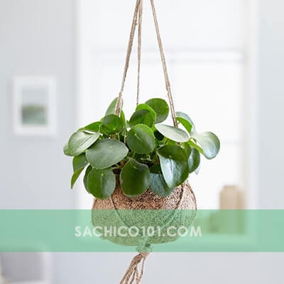 Cây Cỏ Gương
