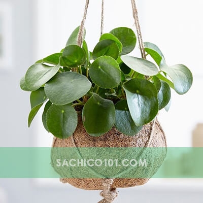 Cây Cỏ Gương 