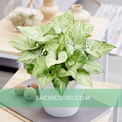 Cây Tróc Bạc