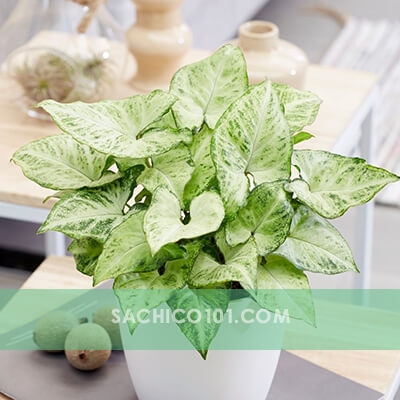 Cây Tróc Bạc