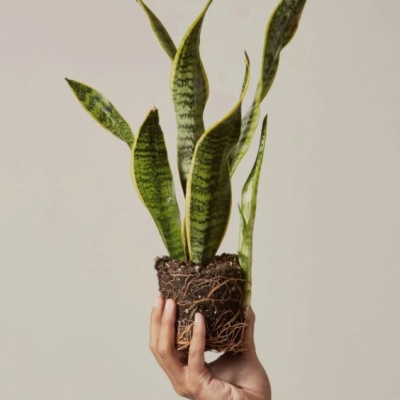 Cây Lưỡi Hổ