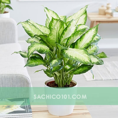 Cây Vạn Niên Thanh (Dieffenbachia)