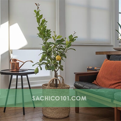 giỏ cây đay dệt thủ công