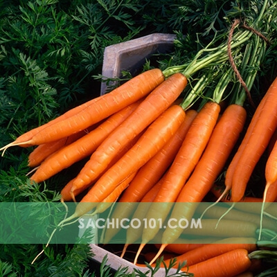 Hạt giống Cà Rốt
