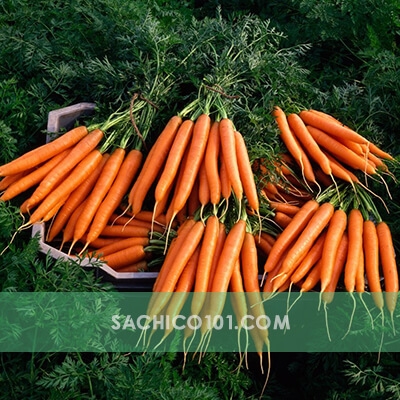 hạt giống cà rốt