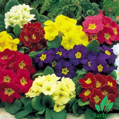 Hạt giống hoa báo xuân