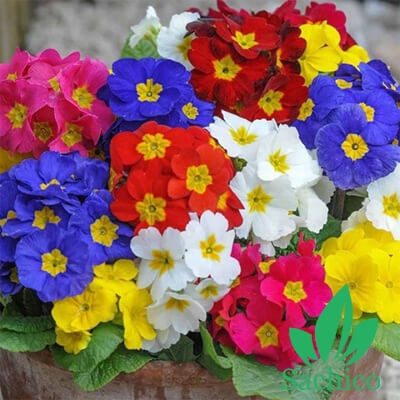 Hạt giống hoa báo xuân