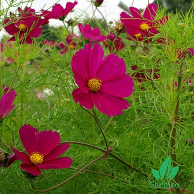 Hạt giống hoa cúc sao nhái