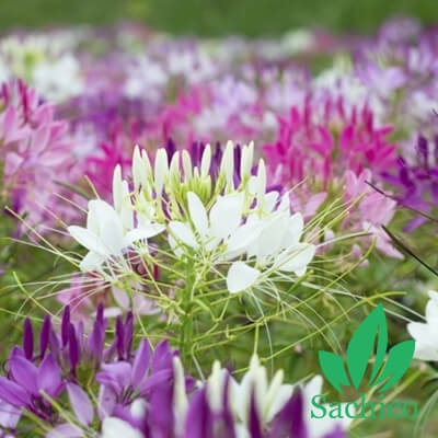 Hạt giống hoa Hồng ri Mix 