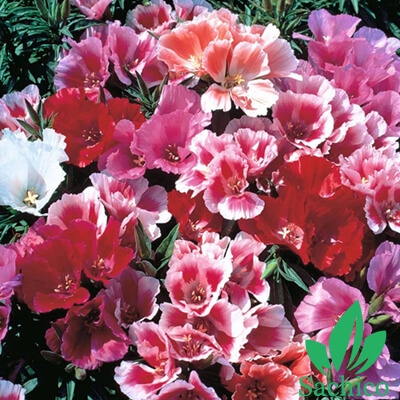hạt giống hoa hồng xuân