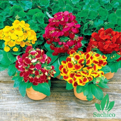Hạt giống Hoa huyền sâm