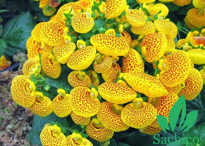 Hạt giống hoa Huyển Sâm