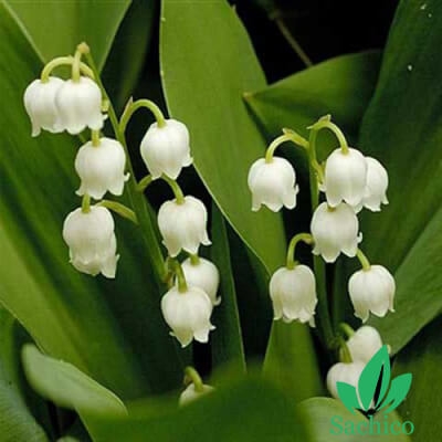 Hạt giống hoa Lan chuông (Hoa Bồ Câu)